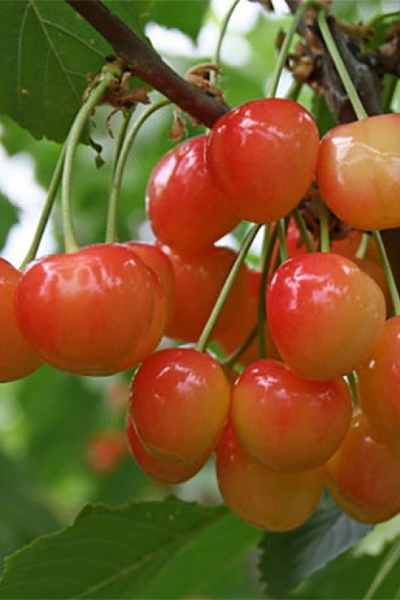 Черешня  Брянская розовая