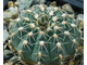 Gymnocalycium stellatum v.flavispinum GN 2874, B 69 - 10 семян