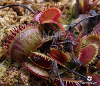 Dionaea muscipula Spotty