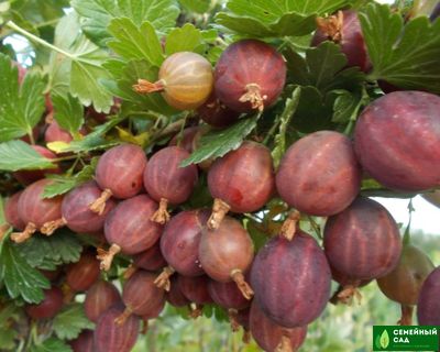 Крыжовник "Аристократ"