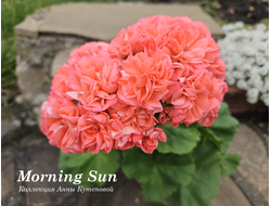 Пеларгония Morning Sun фото