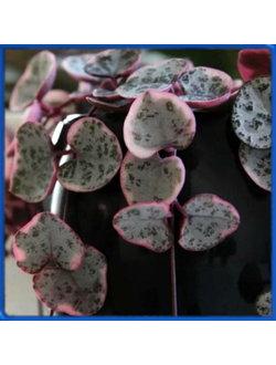 Ceropegia woodii f. variegata