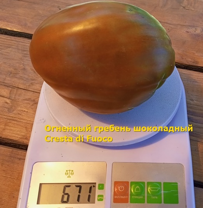 Томат Огненный гребень (Cresta di Fuoco) шоколадный, Италия