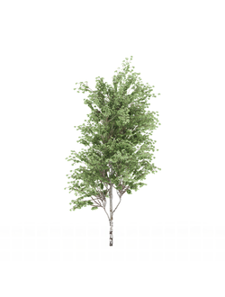 лиственные Береза китайская 025_v3