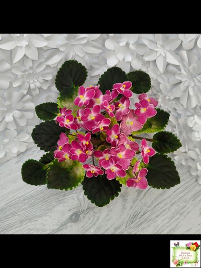 Mac&#039;s Scorching Sun (G. McDonald) (лист посажен 29.10.25)