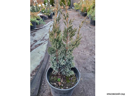 Можжевельник чешуйчатый Мейери Компакта купить с доставкой по Москве в питомнике красовский-сад.рф