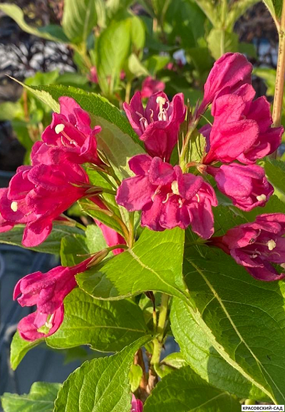 Вейгела Биг Лав фото цветения красовский-сад.рф