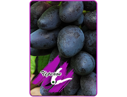 Ромбик (укоренённый черенок)