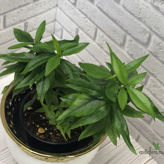 Мирт Боэтика