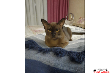 Выпускник Байрон Fleur Lunaire