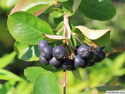Арония черноплодная - Arónia melanocárpa