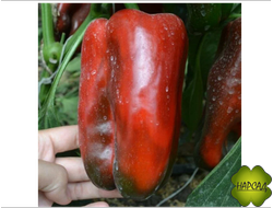 ПЕРЕЦ "КАКАДУ" F1 (120 см,  до 500 г, стенка 7 мм) САМЫЙ ВКУСНЫЙ!