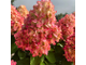 Гортензия метельчатая Бонфайр (Bonfire) ОКС
