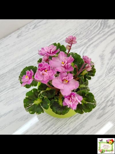 Snuggles Little Girl (S. Sorano) (пестролистный гёрл)