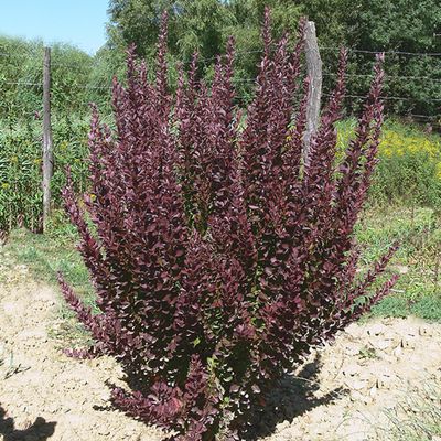 Барбарис Тунберга Ред Рокет  (Red Rocket)