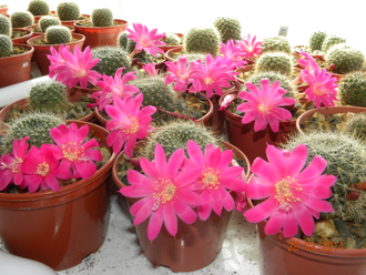 Rebutia senilis v.lilacino-rosea (D=15-20мм) детка без корней