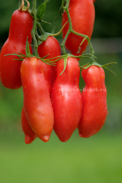 Томат Butalina di Castellamonte  (Бутылочный из Кастелламонте), 10 шт