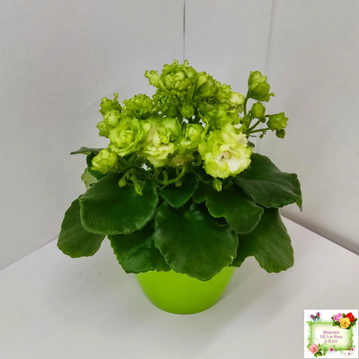 Irish Flirt (S.Sorano) (Айриш Флирт) 11/07/91