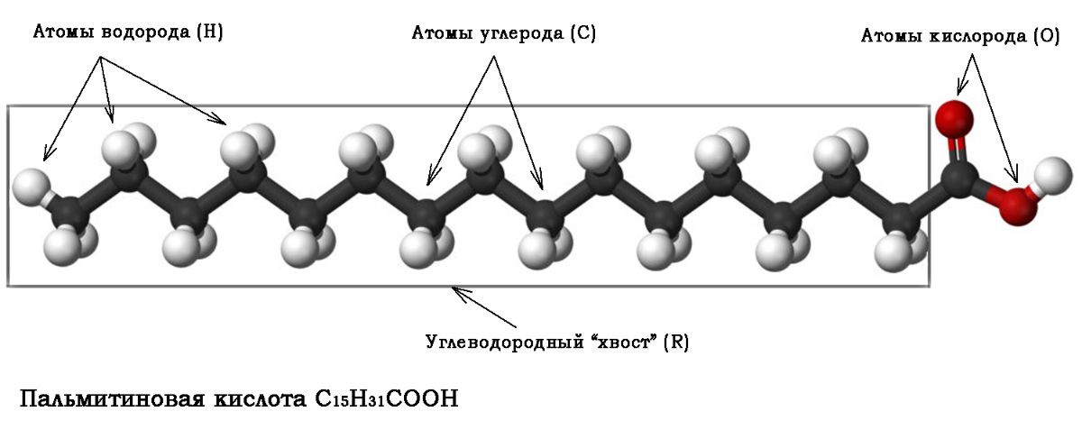 Шаростержневая модель пальмитиновой кислоты