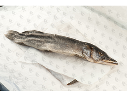 Вяленая Щука к пиву