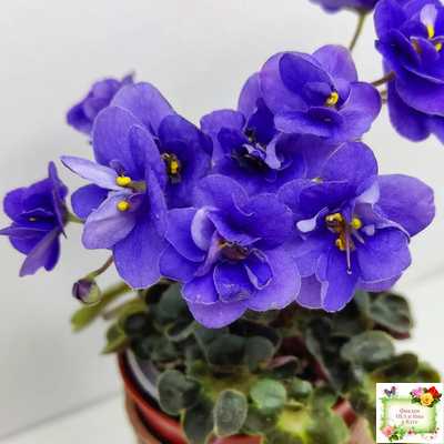 Mac's Pizza Pizzicato (G. McDonald) 01/31/2008 (гёрл-лист)