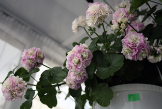 PAC Viva Carolina - пеларгония  плющелистная - описание сорта, фото - купить черенки почтой