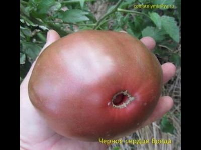 Томат Черное сердце Бреда (Brad’s Black Heart)