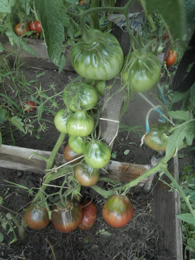 Томат Мармеладные лампочки (усл)