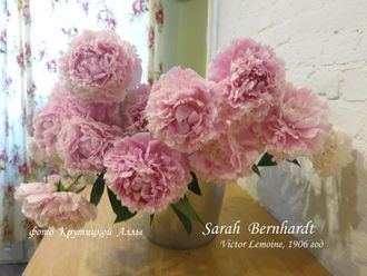 Пион Sarah Bernhardt (Сара Бернар)