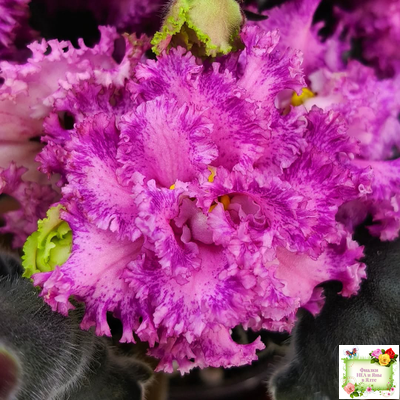 БР-Сочная Ягодка Люкс (С. и Н. Буркацкие) 2022 г.