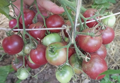 Томат Псамафа (Psamathe)