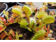 Dionaea muscipula Milachka