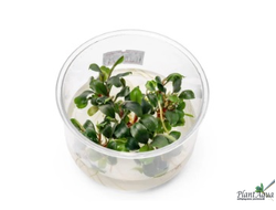 Буцефаландра Sanggau Bukit Betung (меристемная) АЗИЯ