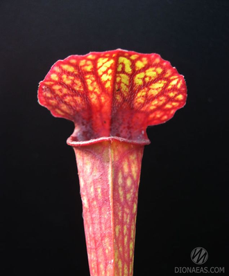 Семена SARRACENIA HYBRID 1