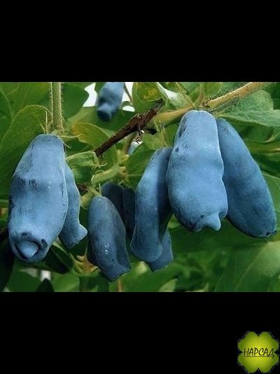 Жимолость "Ленинградский великан" (сладкая, крупная ягода, саженец 2 года)