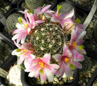 Mammillaria swinglei (=scheldonii) - 10 семян
