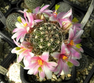 Mammillaria swinglei (=scheldonii) - 5 семян