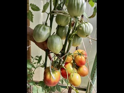 Томат Анна Мейер (Anna Meyer)