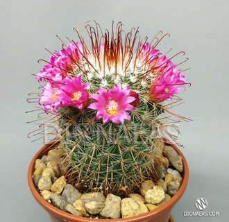 Mammillaria Spinosissima, Маммиллярия колючейшая, кактус колючий ...