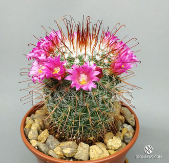 Mammillaria Spinosissima