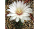 Gymnocalycium mesopotamicum