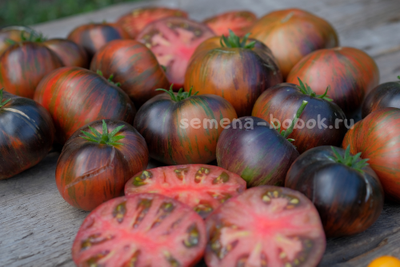 Томат Dwarf Rebel Starfighter Dipper's Delight (Гном Восставший Звездный Истребитель Восторг Диппера), 10 шт