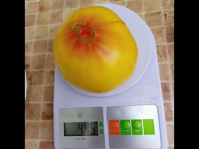 Томат Прелесть Розы (Rose Beauty)