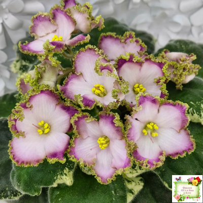 НД-Вербена (Н. Данилова-Суворова) 2021 г.