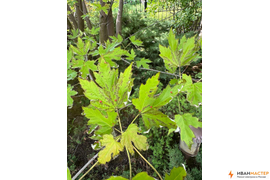 Обработка растений от вредителей