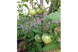 Моруно Анта, фото от 5 июля
