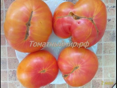 Томат Лаки Кросс (Lucky Cross), Канада