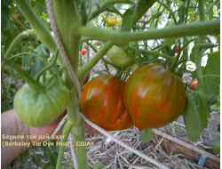 Томат Беркли Тай дай хаат (Berkeley Tie Dye Heart , USA)