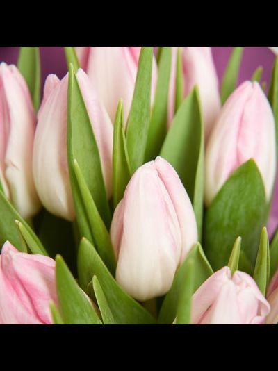 15 тюльпанов