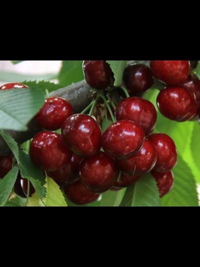 Василиса (черешня), 2года, ЗКС